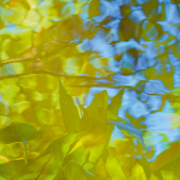 Frank-Kottisch_Pontederia_2024_Digitale-Fotografie-auf-Fine-Art-Papier_45x30cm