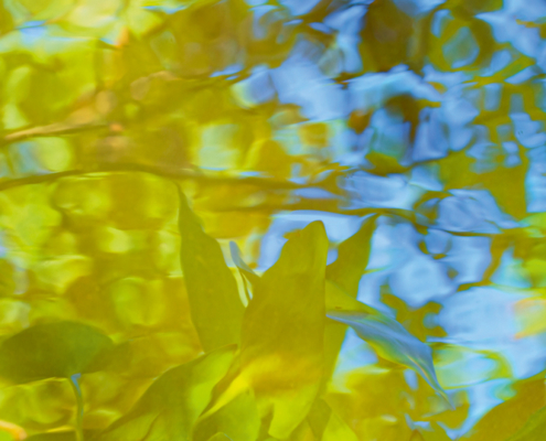 Frank-Kottisch_Pontederia_2024_Digitale-Fotografie-auf-Fine-Art-Papier_45x30cm
